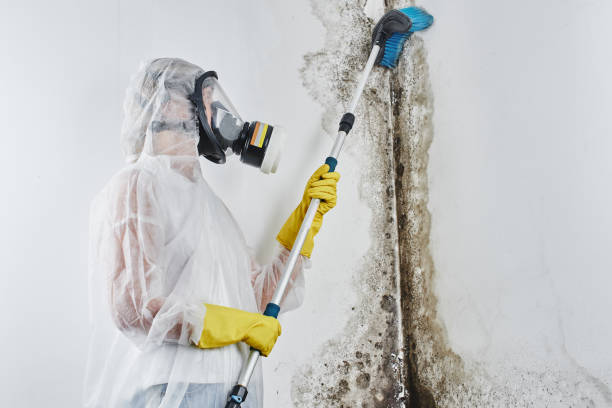 Best Industrial Mold Remediation in Estill Springs, TN