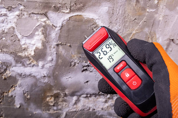 Best Black Mold Remediation in Estill Springs, TN